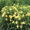 Image of Happy Returns Daylily