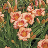 Image of Strawberry Candy Daylily