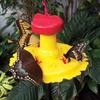 Image of Butterfly Feeder
