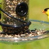 Image of Clear Screw on Seed Tray