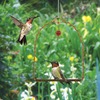 Image of Copper Hummingbird Swing
