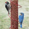 Image of Red Spiral Peanut Feeder - 17.5"