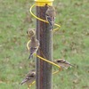 Image of Spiral Nyjer Feeder - 17"