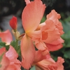 Image of Narcissiflora Begonia