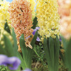 Image of Perfect Pair Hyacinth Mix