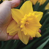 Image of Marieke Trumpet Daffodil