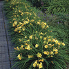 Image of Stella D'Oro Daylily