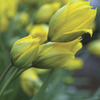 Image of Botanical Sylvestris Tulips