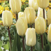 Image of Vanilla Cream Greigii Tulip