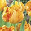 Image of Orca Double Tulip