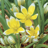 Image of Tarda Botanical Tulip