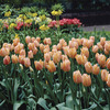 Image of Apricot Beauty Tulip