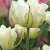 Image of Exotic Emperor