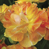 Image of Charming Beauty Double Tulip