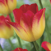 Image of Suncatcher Tulip