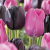 Image of Regal Splendor Tulip Mix