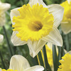 Image of Las Vegas Trumpet Daffodil