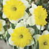 Image of Dinner Plate Trumpet Daffodil