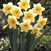 Image of Slim Whitmans Trumpet Daffodil