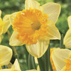 Image of Ferris Wheel Fragrant Daffodil