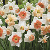 Image of Bulk Mixed Pink Daffodils