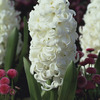 Image of Carnegie Hyacinth