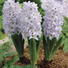 Image of Blue Eyes Hyacinth