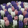 Image of Queen's Jubilee Hyacinth Blend
