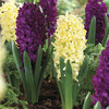 Image of Plum Perfect Hyacinth Blend