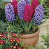 Image of Jazzberry Jelly Hyacinth Blend