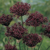 Image of Atropurpurea Allium