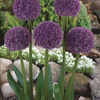 Image of Pinball Wizard Allium
