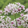 Image of Cameleon Allium