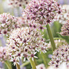 Image of Silverstring Allium