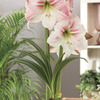 Image of Apple Blossom Amaryllis