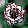 Image of Coconut Punch Dianthus
