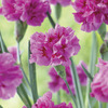 Image of Dragon Fruit Dianthus