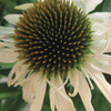 Image of Crazy White Coneflower