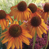 Image of Tiki Torch Coneflower