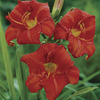 Image of Chicago Apache Daylily