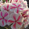 Image of Twister Giant Hardy Phlox