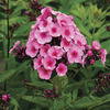 Image of Babyface Phlox