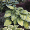 Image of Paul's Glory Hosta
