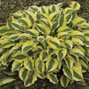 Image of Handsome Hosta Collection