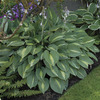 Image of Striptease Hosta