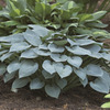 Image of Halycon Hosta
