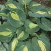 Image of Dream Weaver Hosta