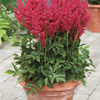 Image of Fireberry Astilbe