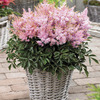 Image of Sugarberry Astilbe