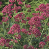 Image of Red Valerian Centranthus